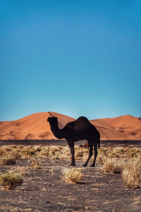 Luxurious Merzouga Desert Camp Extérieur photo
